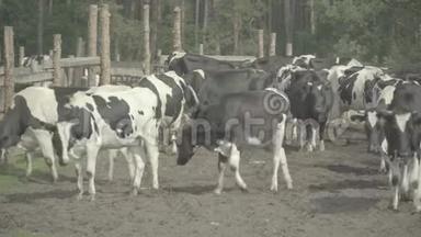 奶牛。 奶牛在农场的牧场里。